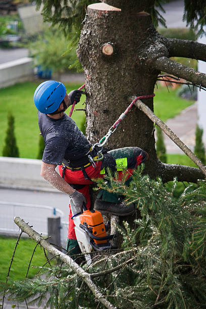 Seasonal Cleanup (Spring/Fall) in Weber City, VA